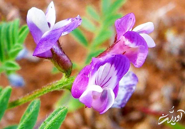 گیاه گون برای تقویت سیستم ایمنی بدن گیاه گون